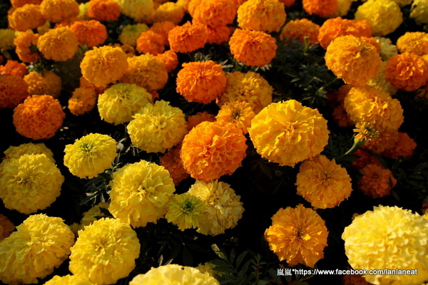 2013新社花海「花間 漫遊 樂悠遊」:【台中新社】2013新社花海-超美花海一日遊,拍照好地方! 2013新社花海「花間 漫遊 樂悠遊」:【台中新社】2013新社花海-超美花海一日遊,拍照好地方!