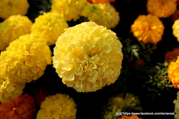 2013新社花海「花間 漫遊 樂悠遊」:【台中新社】2013新社花海-超美花海一日遊,拍照好地方! 2013新社花海「花間 漫遊 樂悠遊」:【台中新社】2013新社花海-超美花海一日遊,拍照好地方!