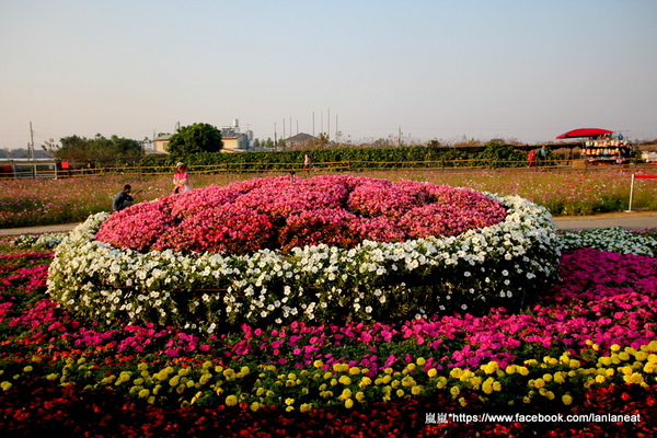 2013新社花海「花間 漫遊 樂悠遊」:【台中新社】2013新社花海-超美花海一日遊,拍照好地方! 2013新社花海「花間 漫遊 樂悠遊」:【台中新社】2013新社花海-超美花海一日遊,拍照好地方!