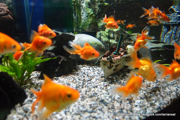 兩棵樹:【台中東海】兩棵樹-適合聚餐的簡餐形式餐廳 兩棵樹:【台中東海】兩棵樹-適合聚餐的簡餐形式餐廳