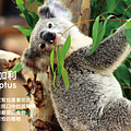 new_intro_eucalyptus_03.png