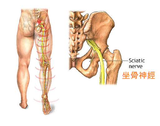 坐骨神經.png