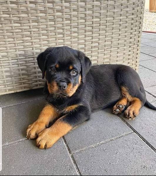 Rottweiler