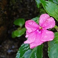 flower-04.jpg