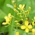 flower-14.jpg