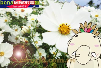 花2-p 花2-p
