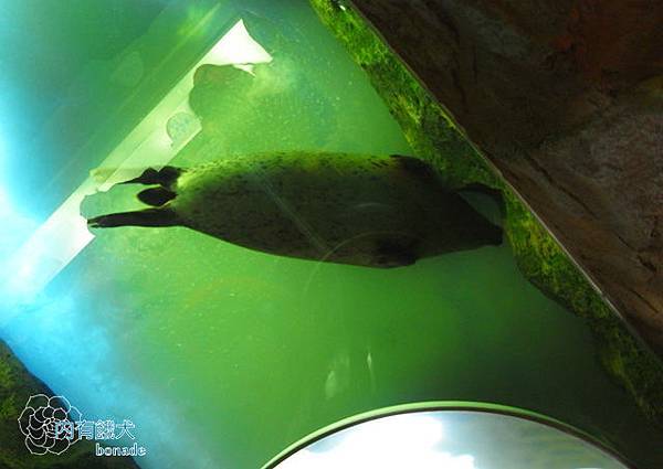 旭山動物園あさひやまどうぶつえん