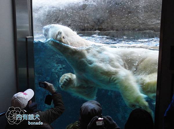 旭山動物園あさひやまどうぶつえん