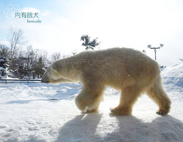 旭山動物園あさひやまどうぶつえん