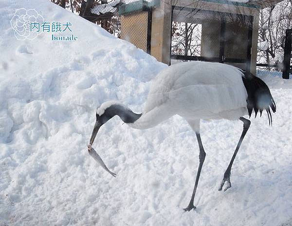 旭山動物園あさひやまどうぶつえん