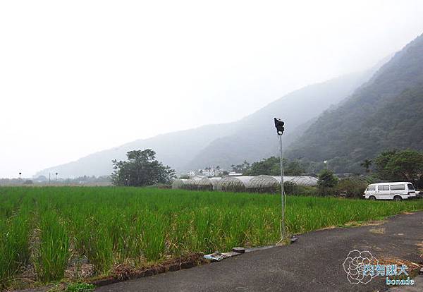 玫開四度食用玫瑰園