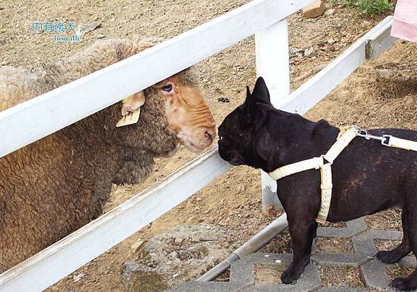 綠光森林富野牧場