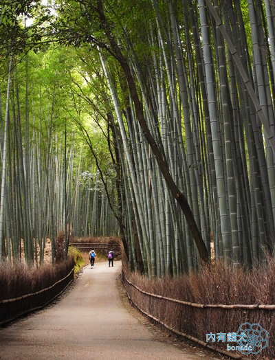 嵐山竹林小徑