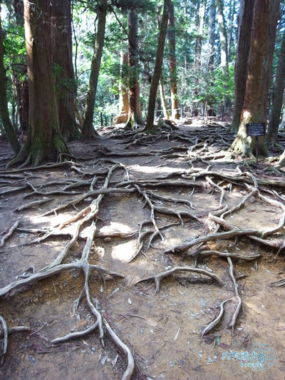 鞍馬寺&鞍馬山