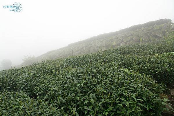 阿里山奮起湖石園觀景民宿