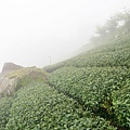 阿里山奮起湖石園觀景民宿