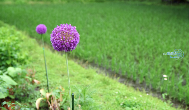 越中五箇山菅沼合掌集落