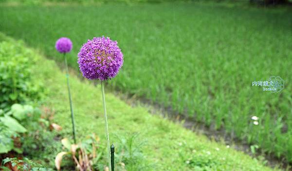越中五箇山菅沼合掌集落