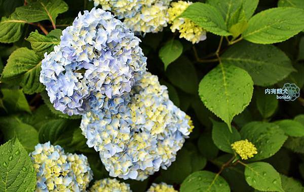 醫王山飛騨国分寺．飛驒國分寺