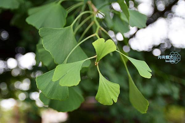 醫王山飛騨国分寺．飛驒國分寺