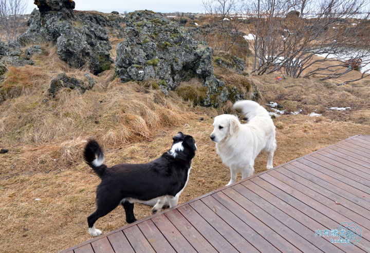 Dimmuborgir Guesthouse．迪姆波賈尼賓館