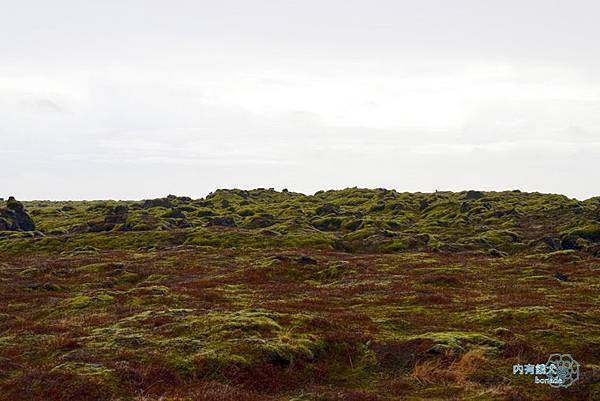 Skaftáreldahraun．Icelandic Moss．苔原