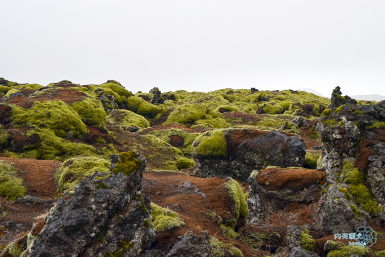 Icelandic Moss．苔原