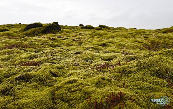 Skaftáreldahraun．Icelandic Moss．苔原