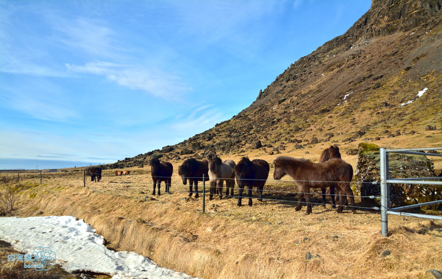 Icelandic horse．冰島馬