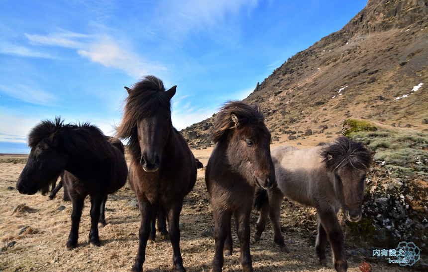 Icelandic horse．冰島馬