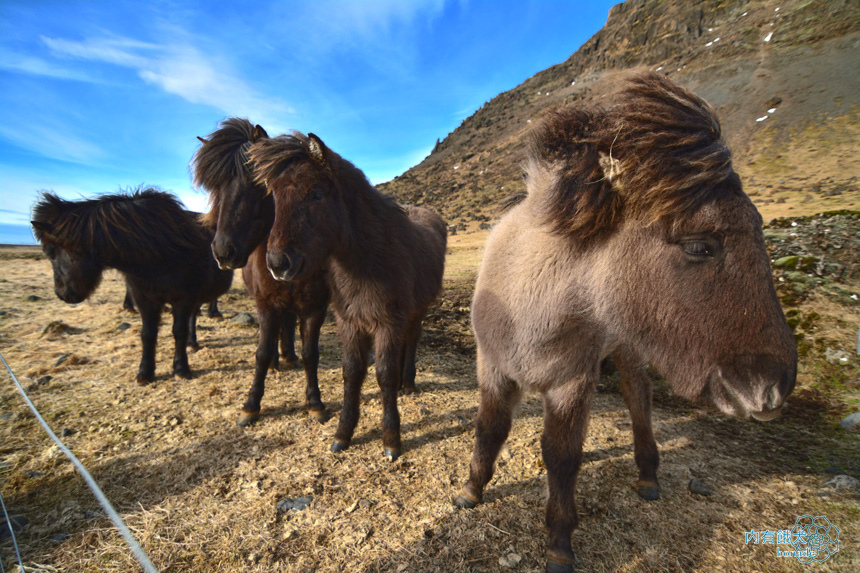 Icelandic horse．冰島馬