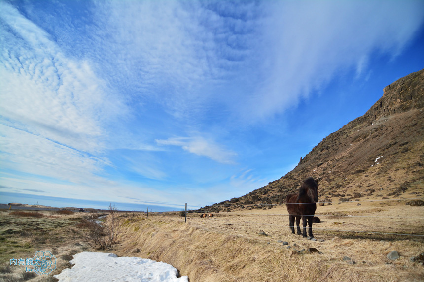 Icelandic horse．冰島馬