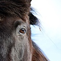 Icelandic horse．冰島馬