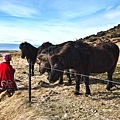 Icelandic horse．冰島馬