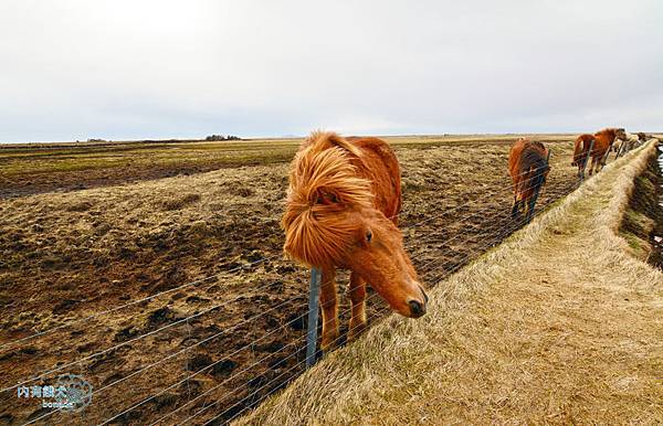 Icelandic horse．冰島馬