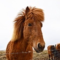 Icelandic horse．冰島馬