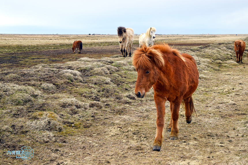 Icelandic horse．冰島馬