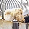 Icelandic horse．冰島馬