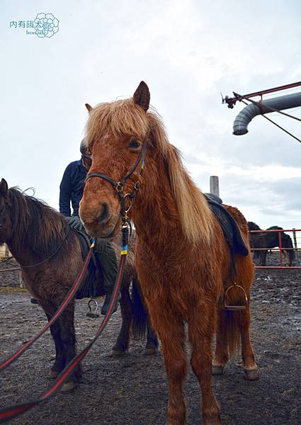 Icelandic horse．冰島馬