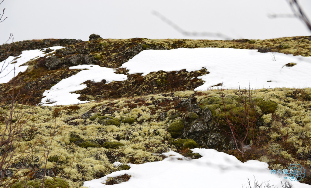 Myvatn Kálfastrandavogar．米湖熔岩柱