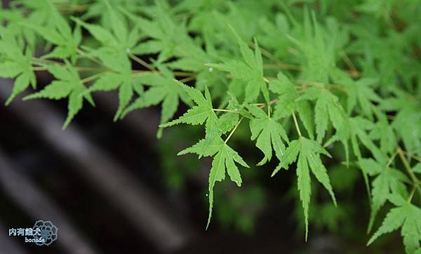 里山の休日 京都・烟河