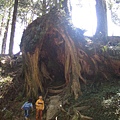 阿里山神奇樹木一號