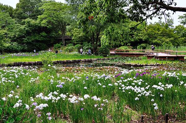 日本b級小都系列吉祥寺篇15 國營昭和記念公園 總幹事耕讀筆記 日本ありがとうございました 痞客邦