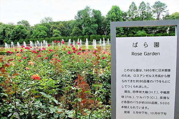 日本b級小都系列吉祥寺篇16 神代植物公園 總幹事耕讀筆記 日本ありがとうございました 痞客邦