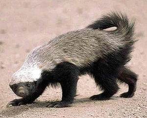 300px-Honey_badger.jpg