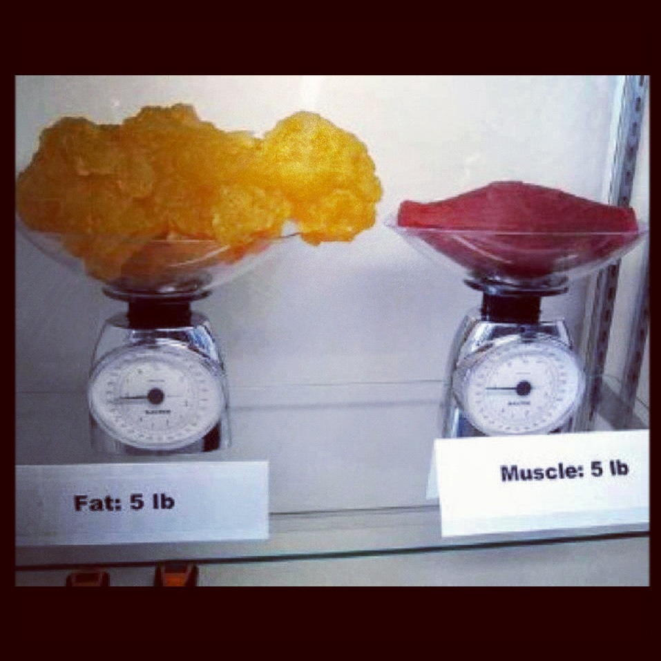 muscle-fat