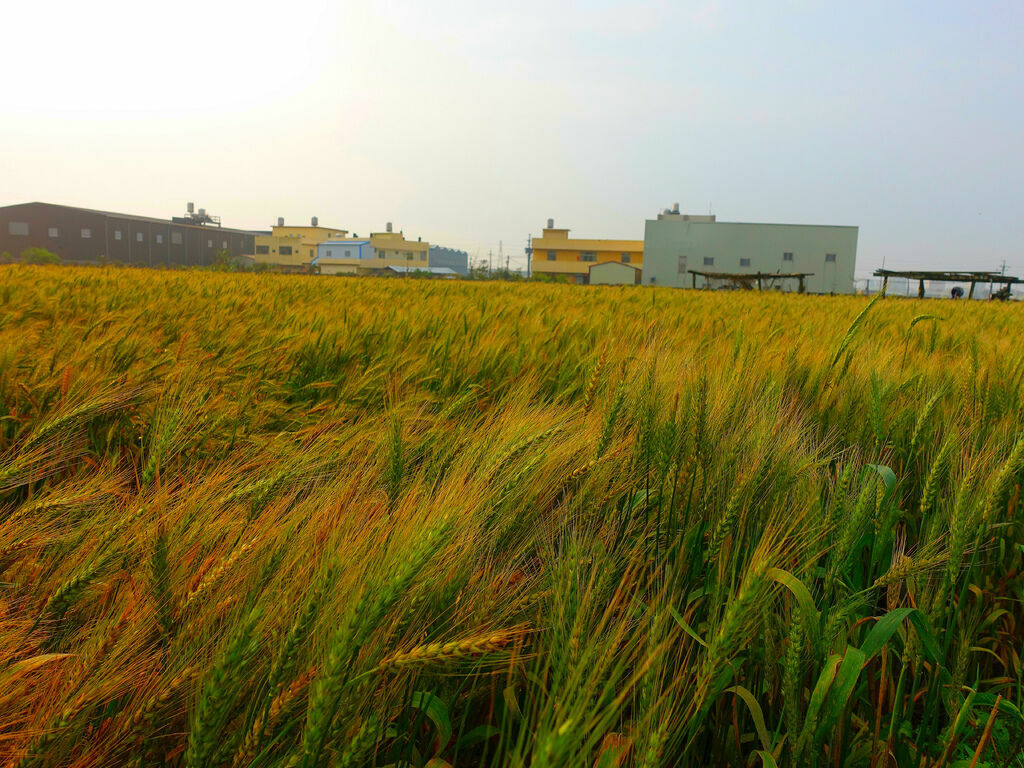 DSC01575_副本.jpg DSC01575_副本.jpg
