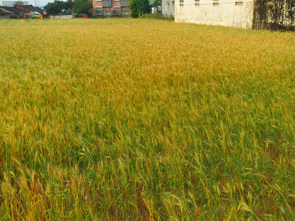 DSC01581_副本.jpg DSC01581_副本.jpg