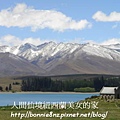 紐西蘭LakeTekapo-1