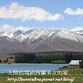 紐西蘭LakeTekapo-1